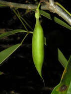 صورة Tabebuia palustris Hemsl.