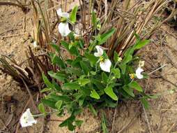 Image of Dalechampia caperonioides Baill.