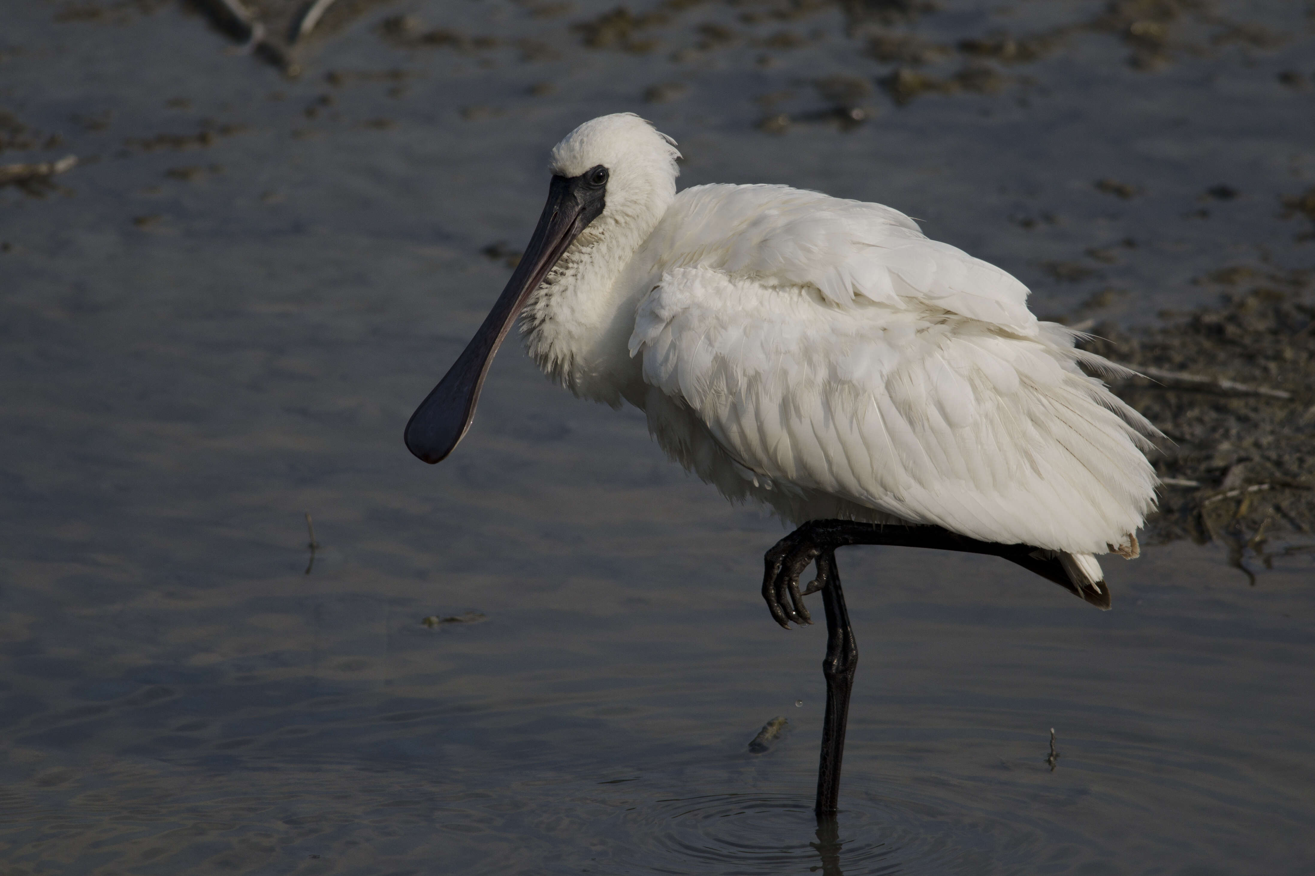 Image of Black-faced Spoonbill