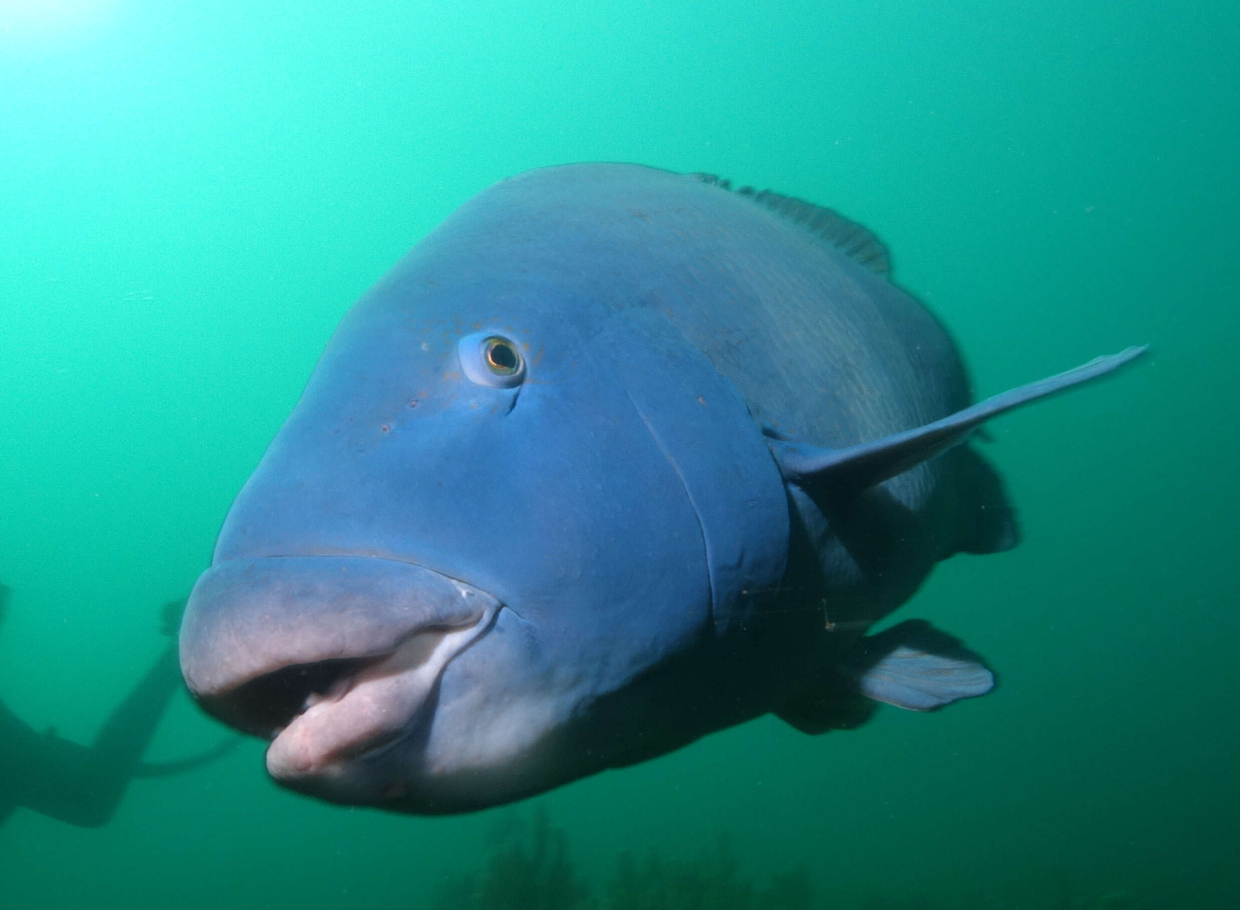 Image of blue groper