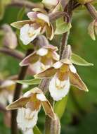 Image of Marsh Helleborine