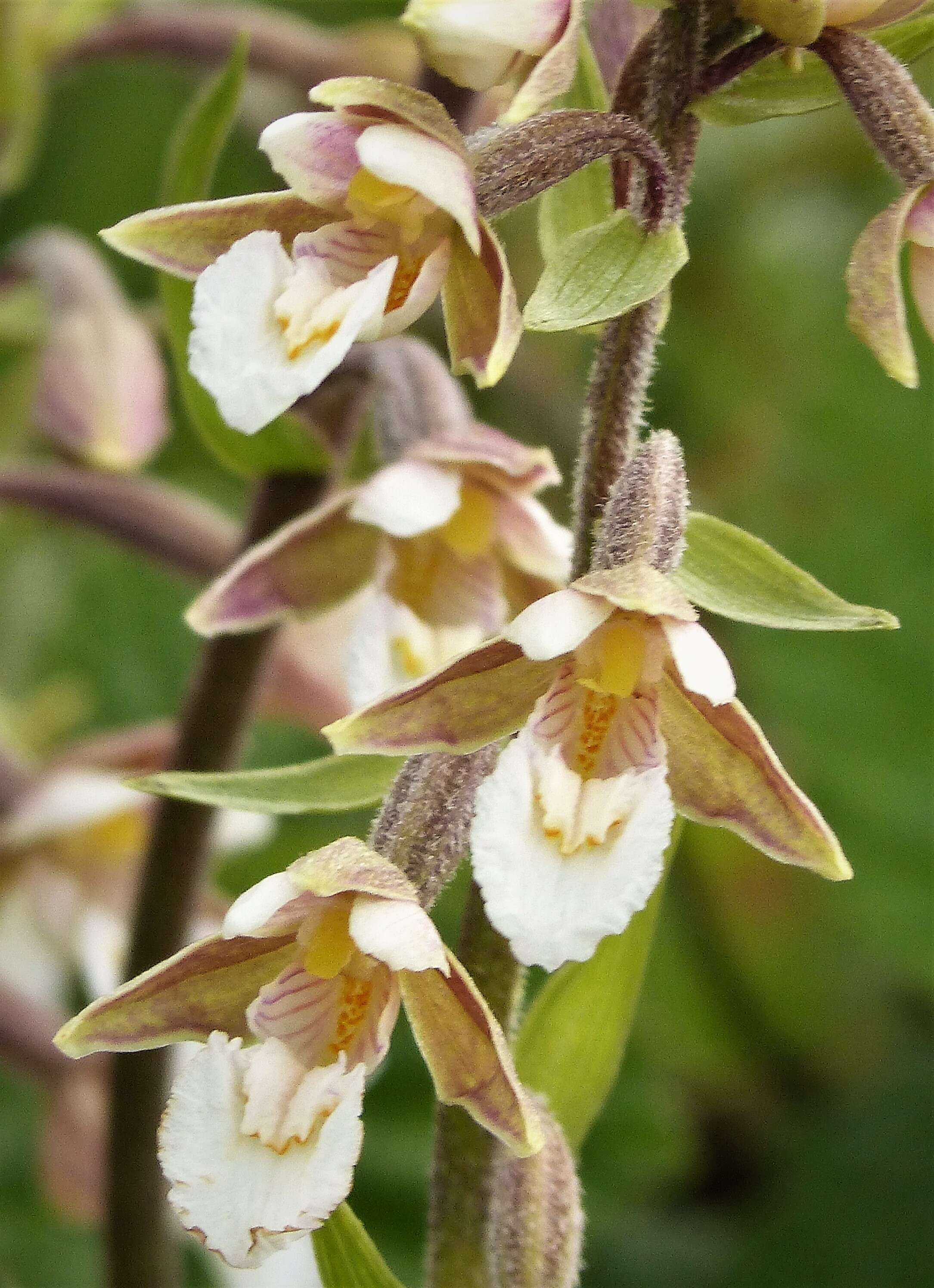 Image of Marsh Helleborine