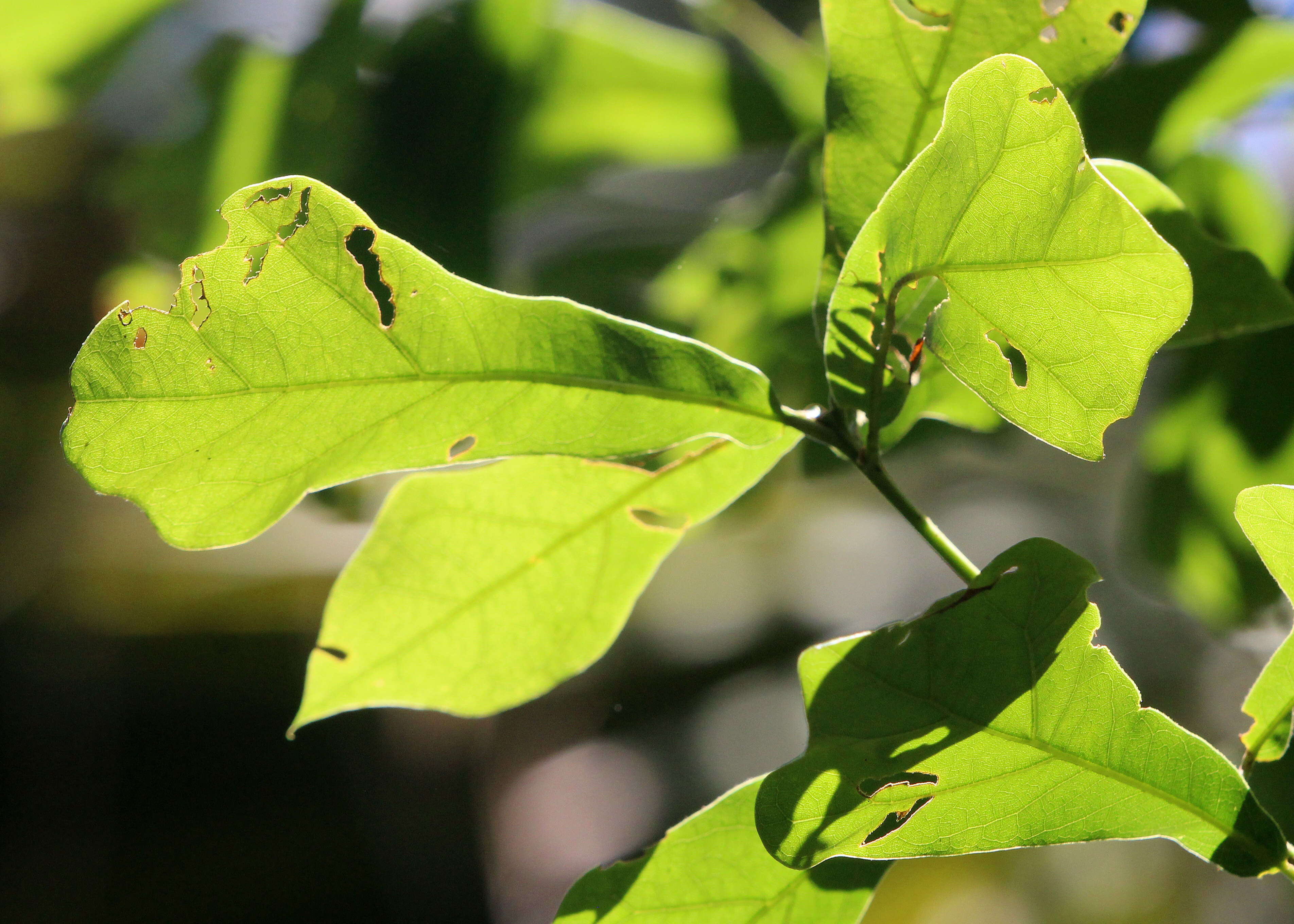 Image of Water Oak