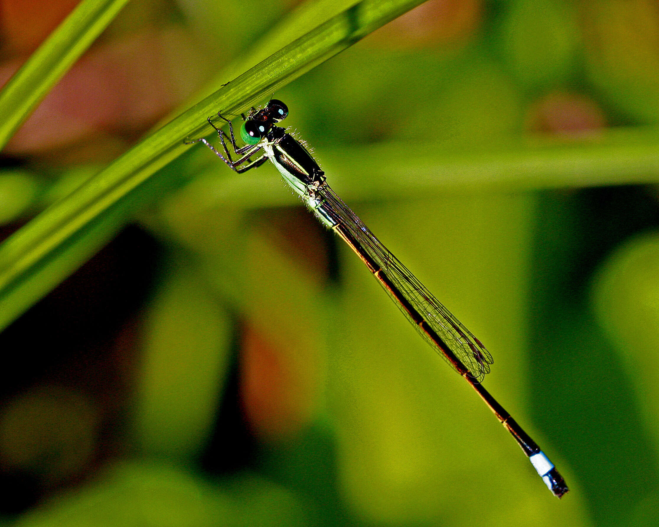 Image of Rambur's Forktail