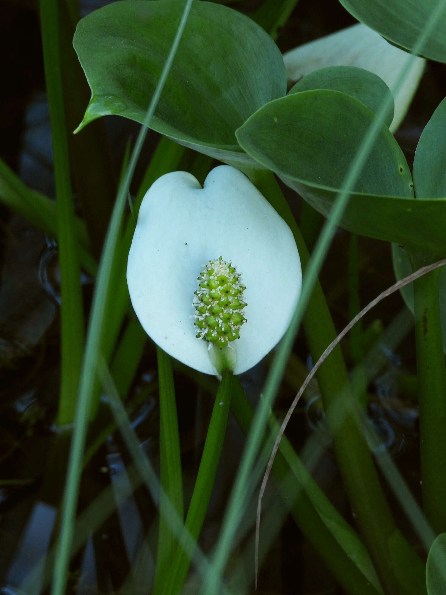 Image of callalily