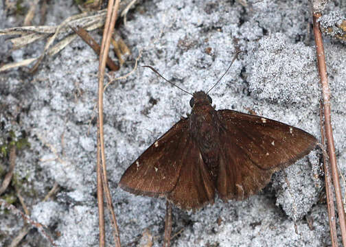 Image of Northern Cloudywing