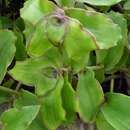 Image de Callisia soconuscensis Matuda