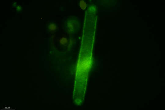 صورة Oscillatoria