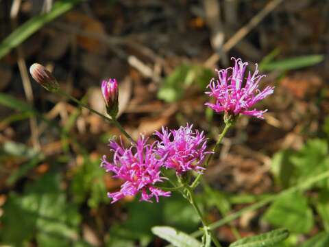 صورة Vernonia blodgettii Small