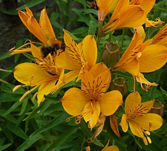 Image of Peruvian-lily