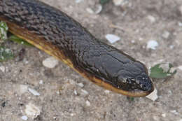 Image of Striped Crayfish Snake