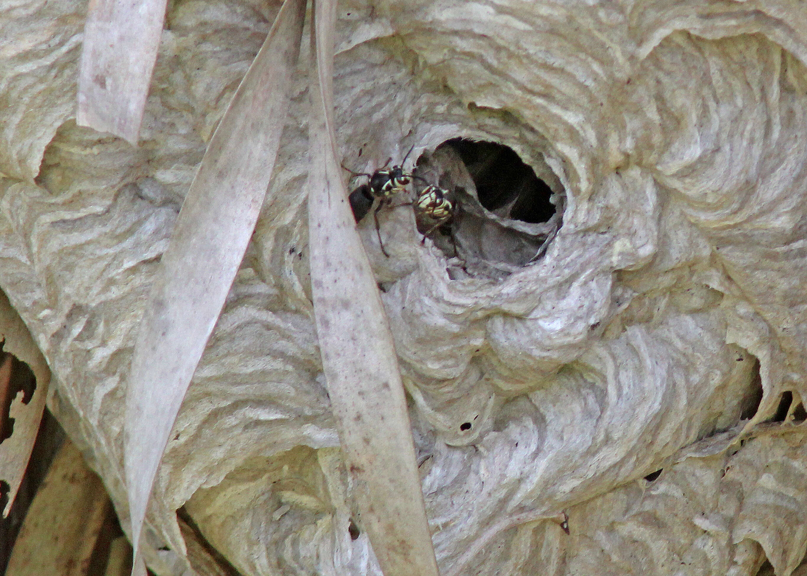 Image of Bald-faced Hornet