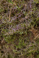 Image of Tamarisk Scalewort