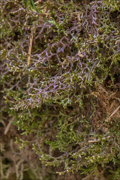 Image of Tamarisk Scalewort