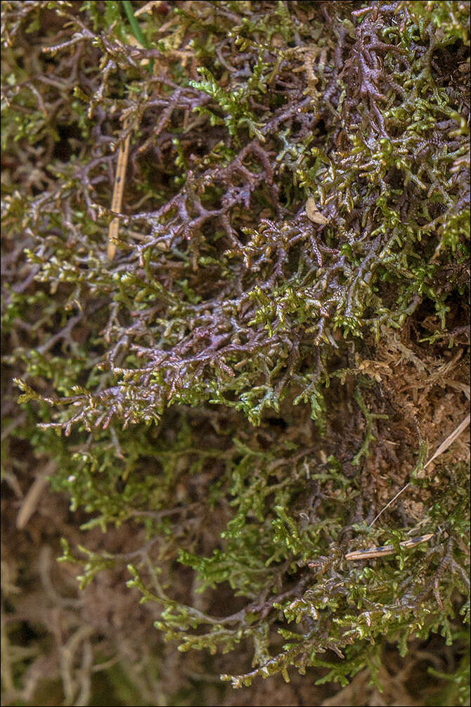 Image of Tamarisk Scalewort