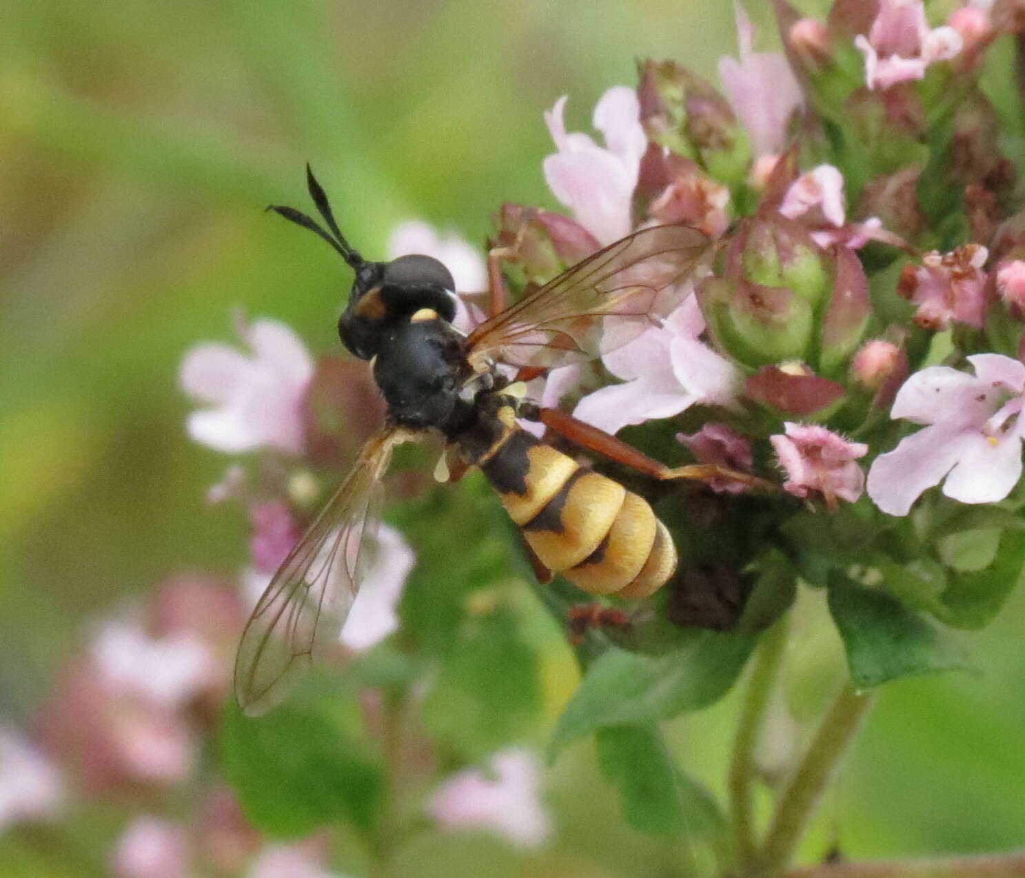 Image de Conops quadrifasciatus De Geer 1776