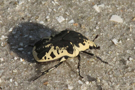 Image of Harlequin Flower Beetle