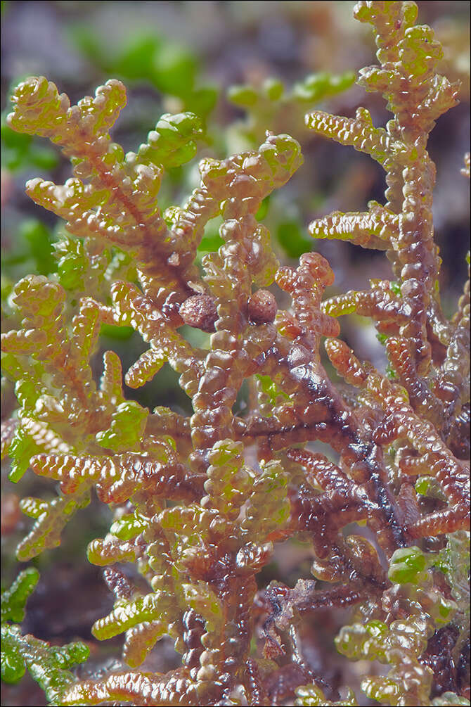 Image of Tamarisk Scalewort