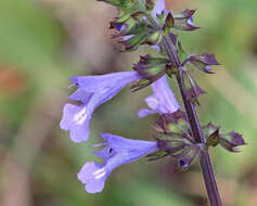 Image of lyreleaf sage