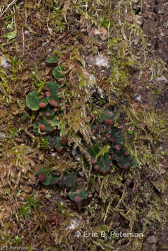 Plancia ëd Peltigera venosa (L.) Hoffm.