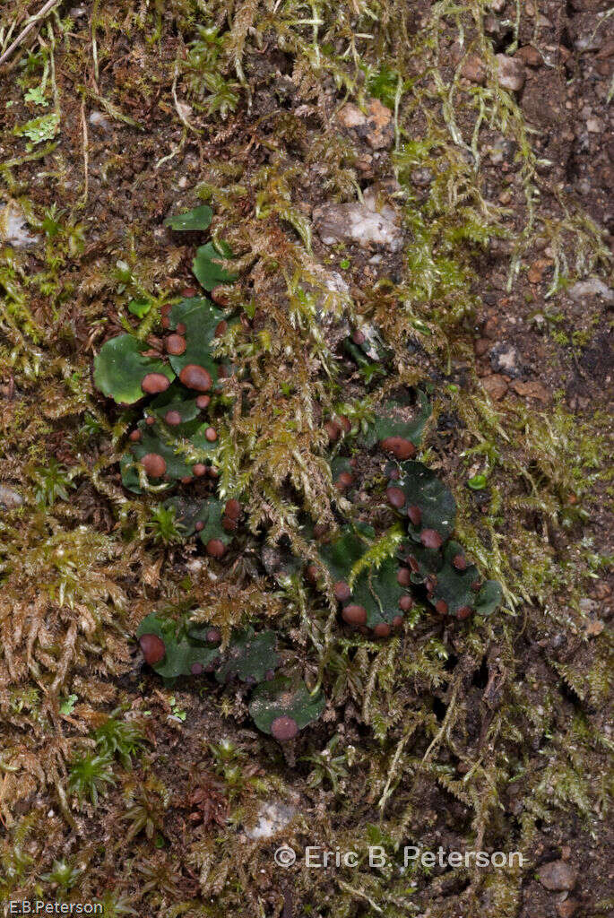 Слика од Peltigera venosa (L.) Hoffm.