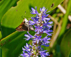 Plancia ëd Atalopedes campestris Boisduval 1852