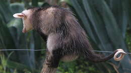 Image of White-eared Opossum