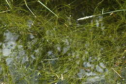 Image of Hairlike Pondweed