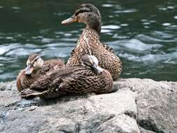 Image of Common Mallard