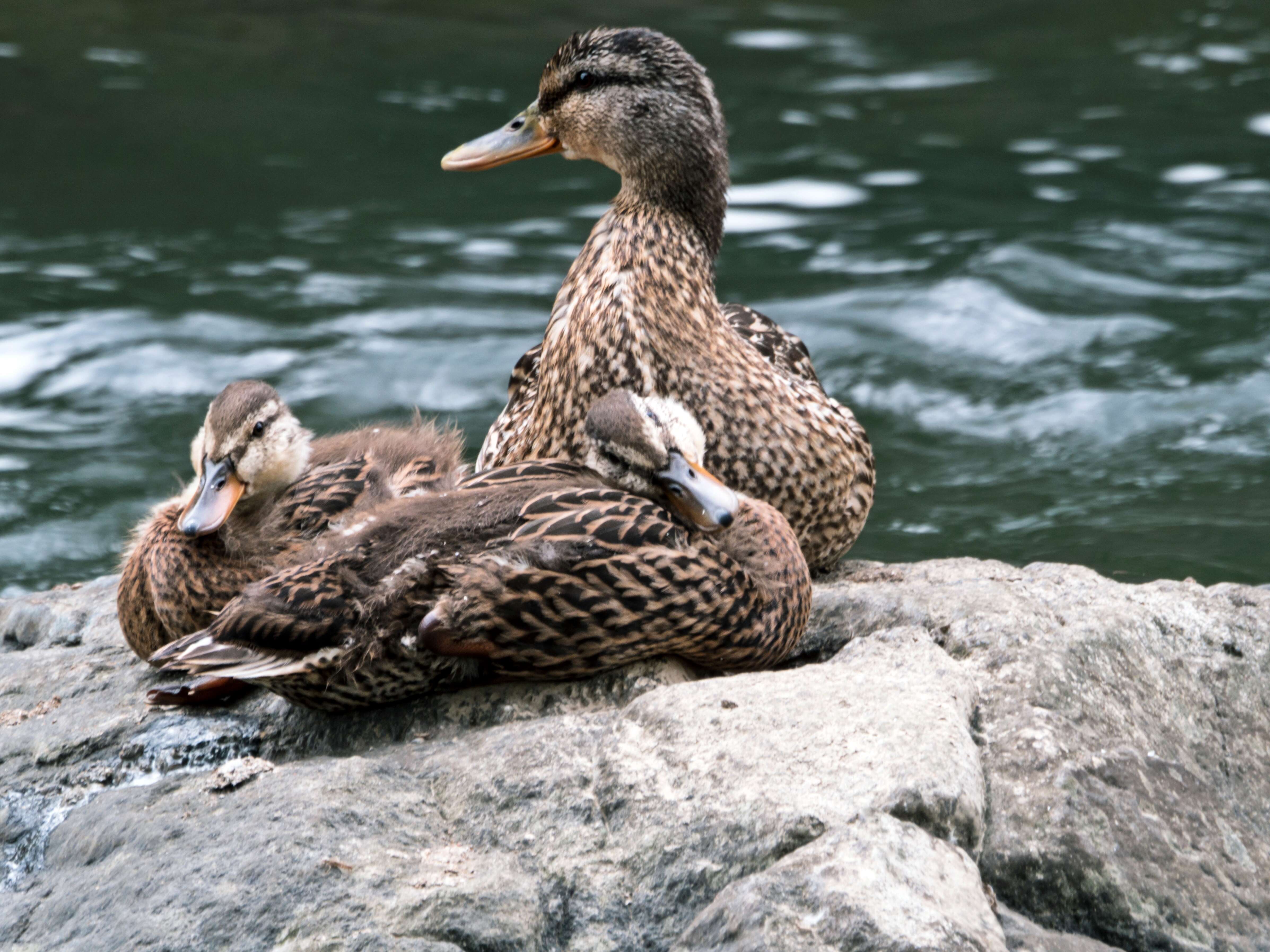 Image of Common Mallard