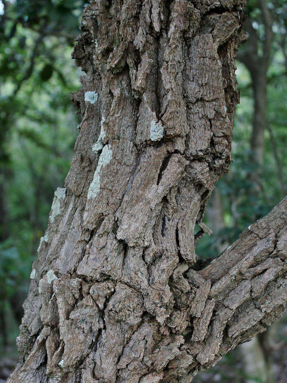 Image de Machaerium opacum Vogel