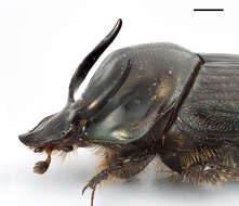 Image of Onthophagus illyricus (Scopoli 1763)