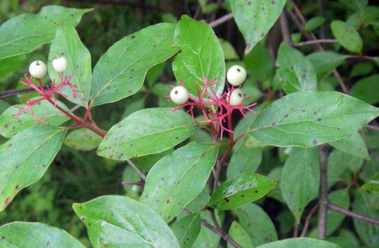 Image de Cornus foemina Mill.