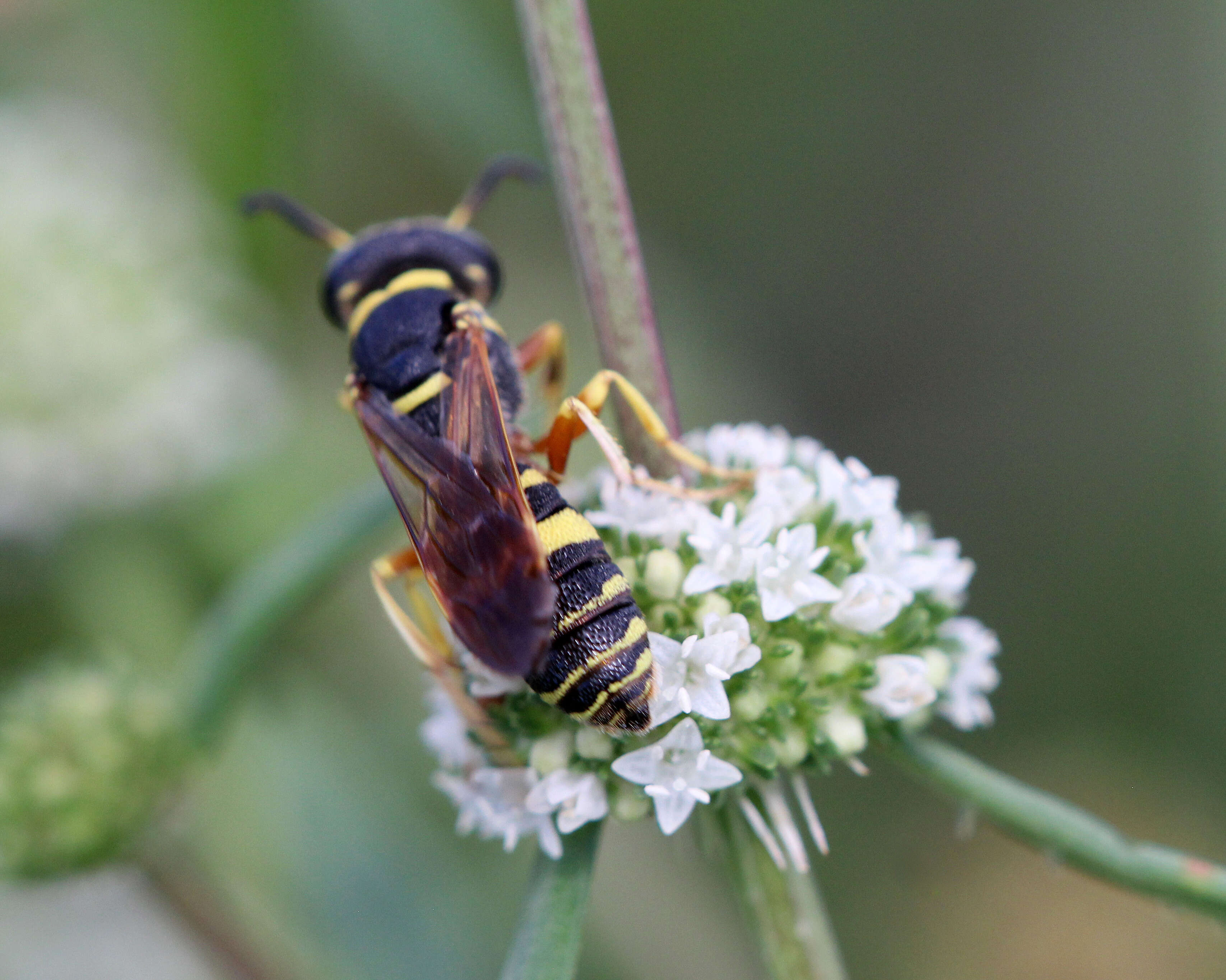 Philanthus ventilabris Fabricius 1798的圖片