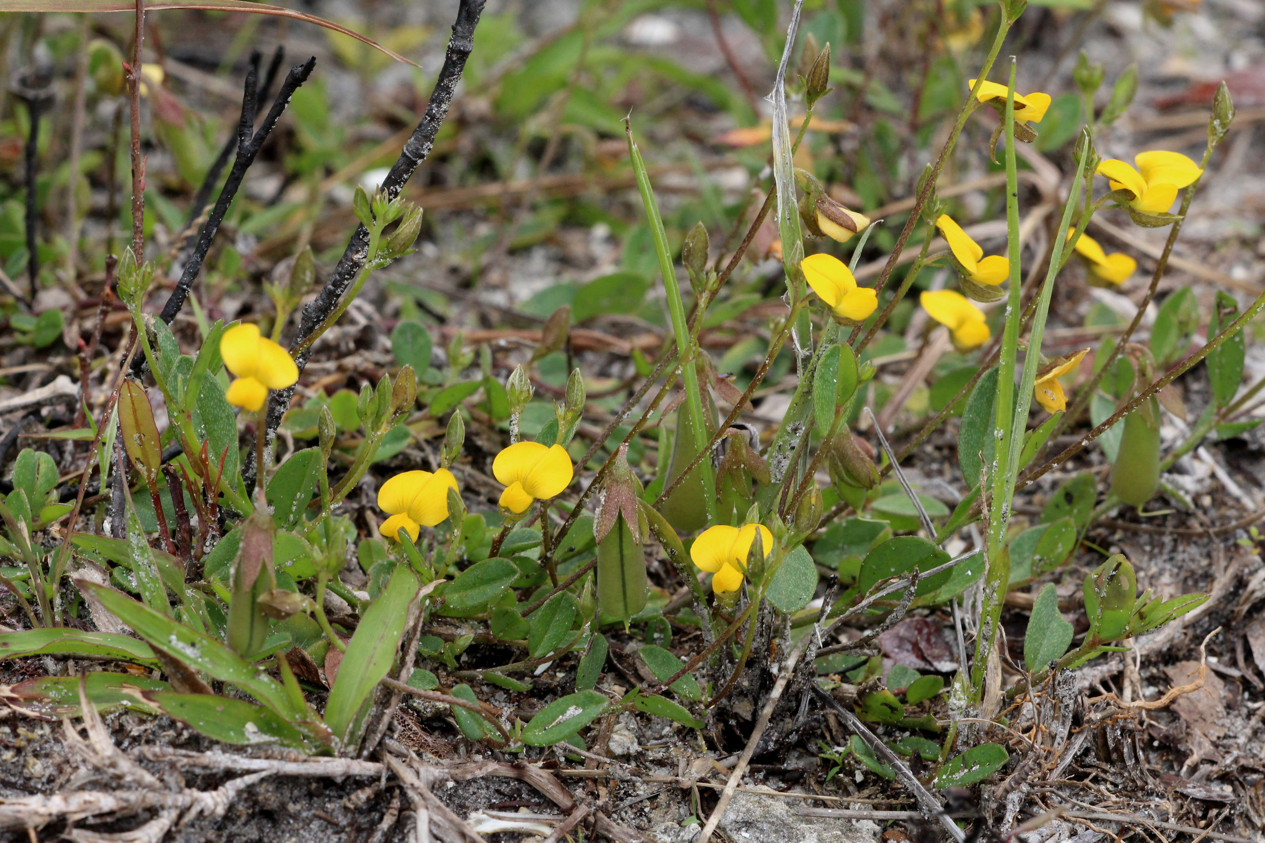 Image of Rabbitbells