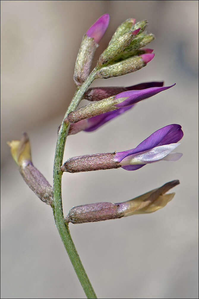 Sivun Astragalus muelleri Steudel & Hochst. kuva