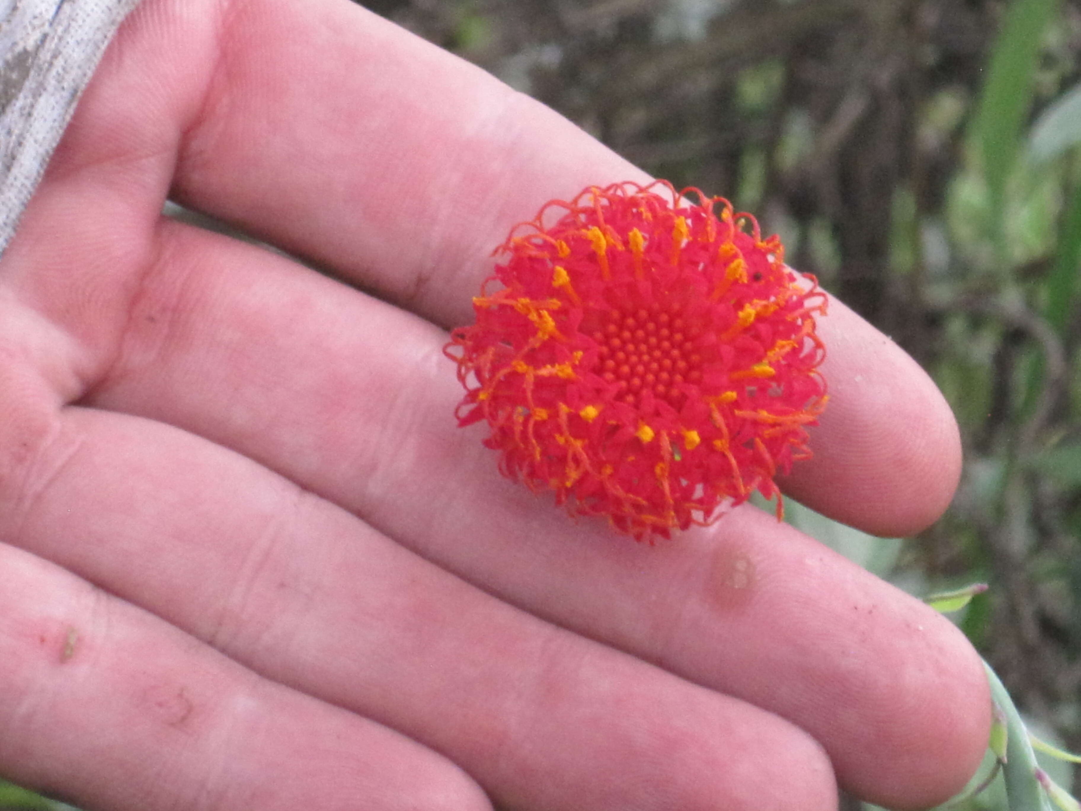 Image of Kleinia abyssinica A. Berger