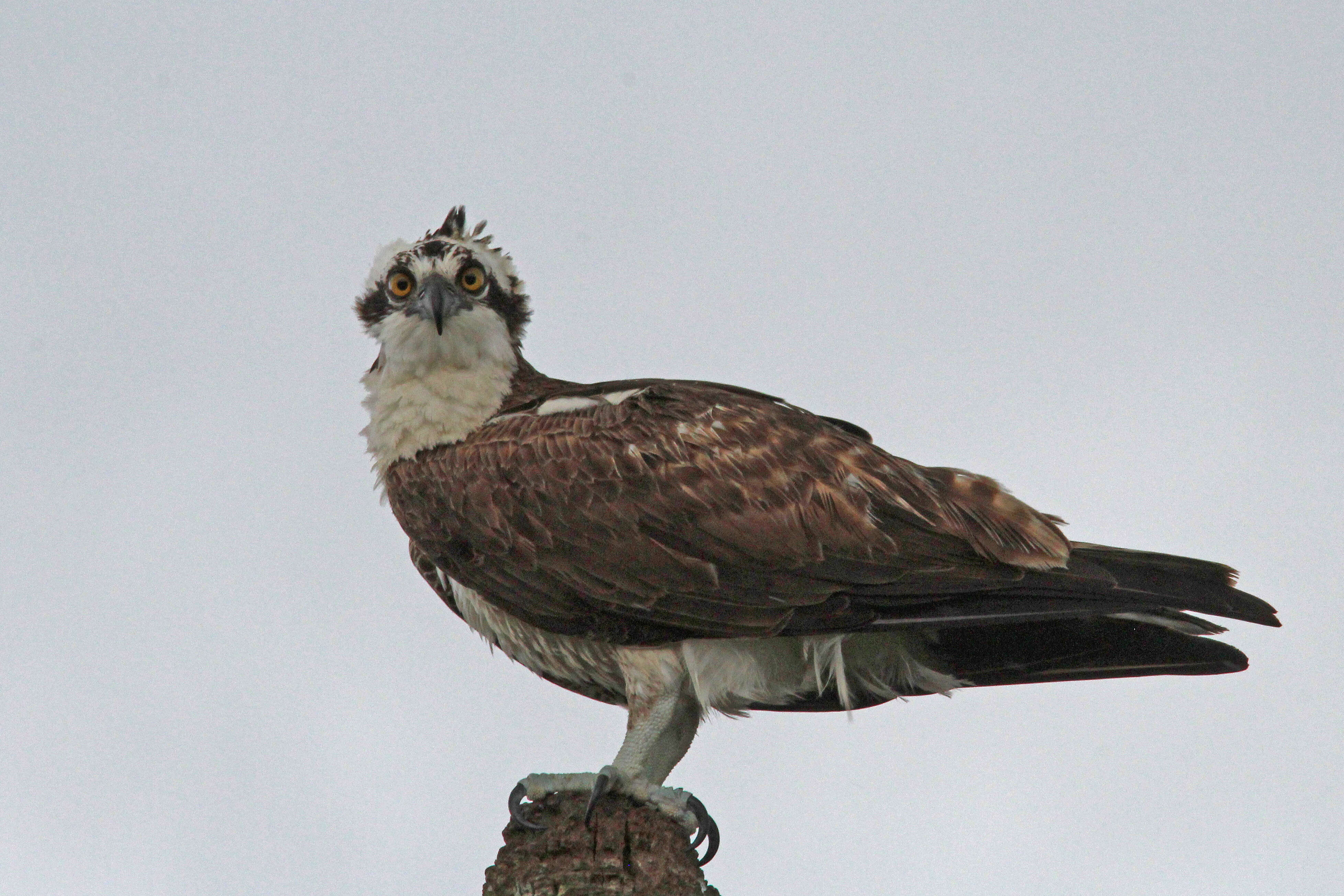 Image of ospreys