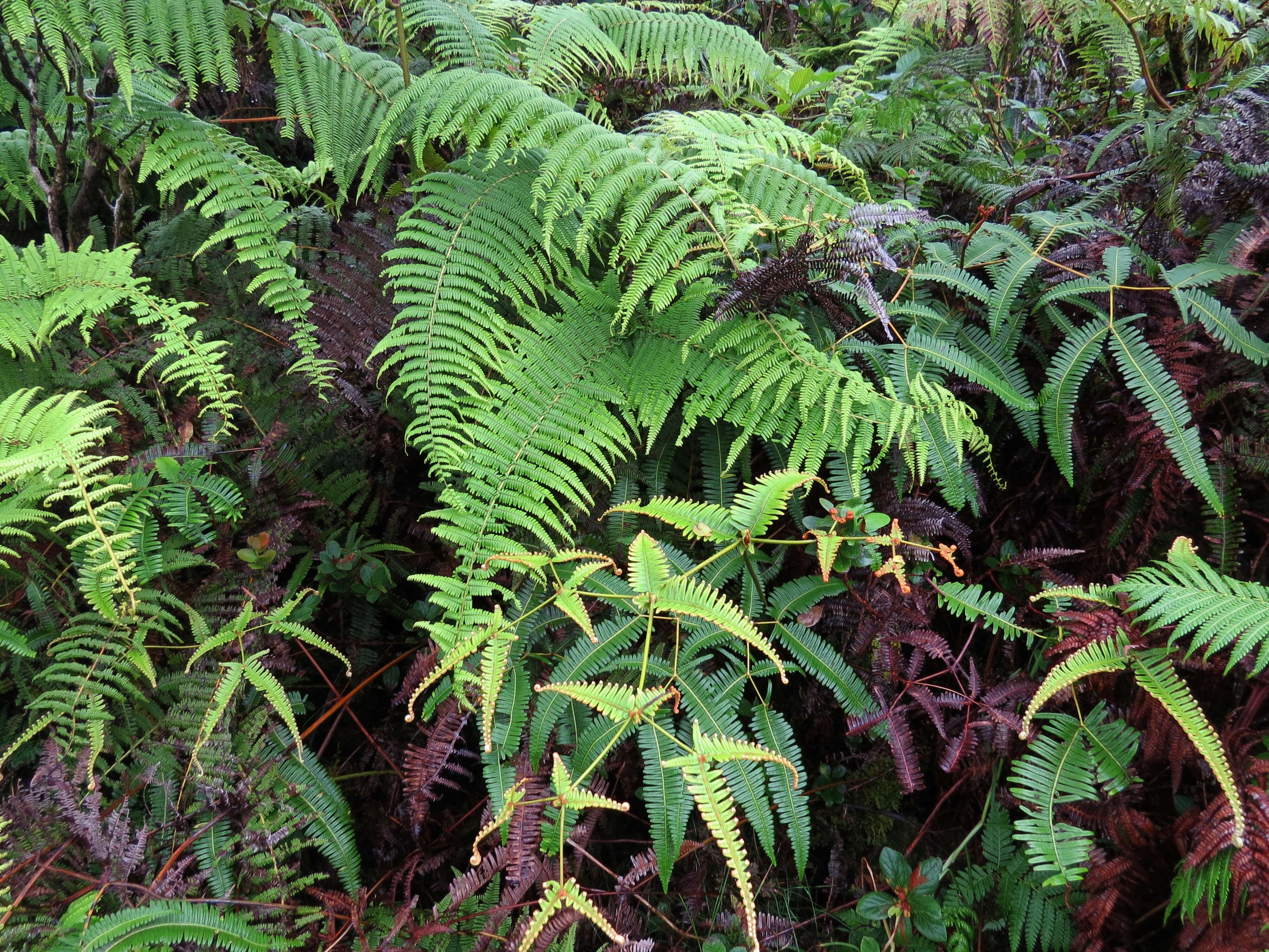 Image of Scrambling Fern