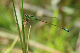 Image of Rambur's Forktail