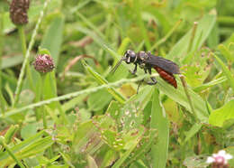 Image de Larra bicolor Fabricius 1804