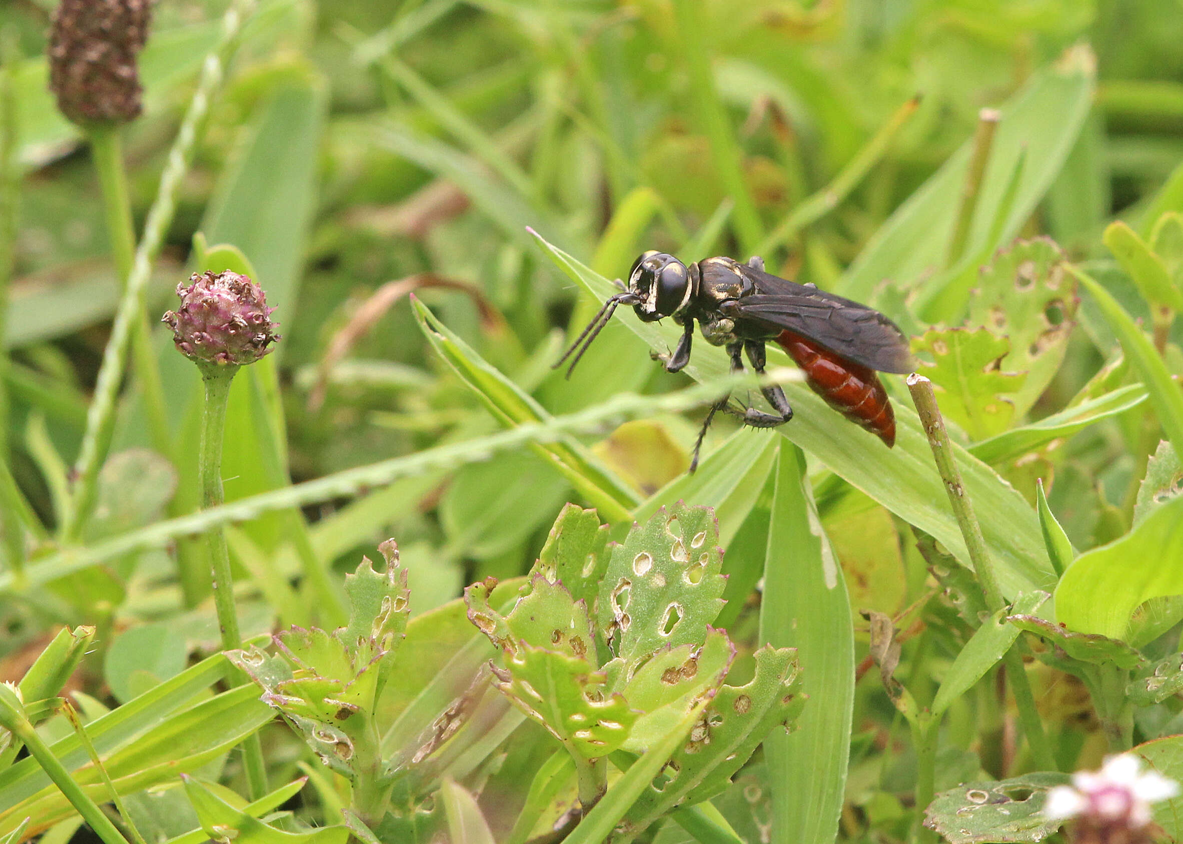 Image de Larra bicolor Fabricius 1804