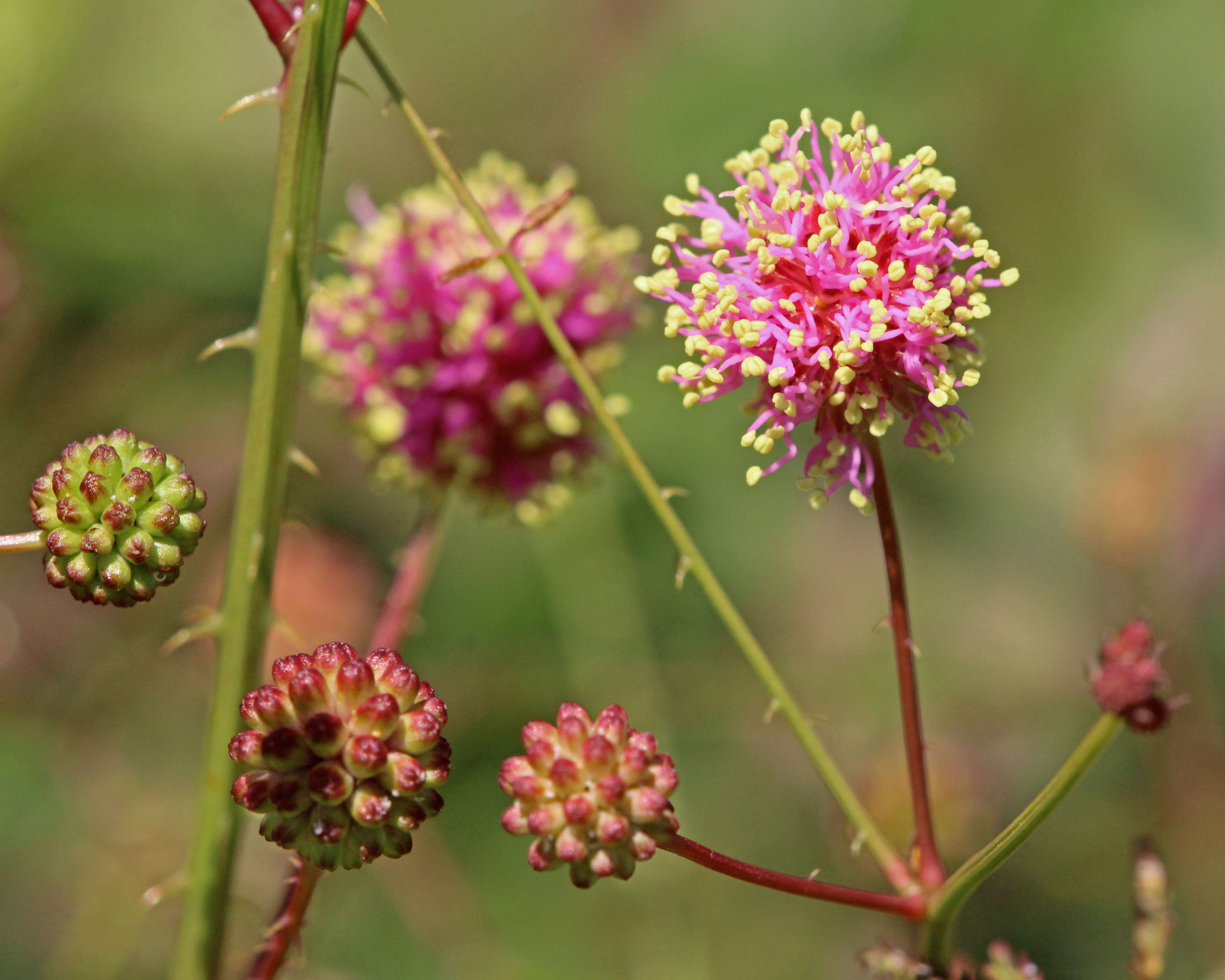 Image of fourvalve mimosa