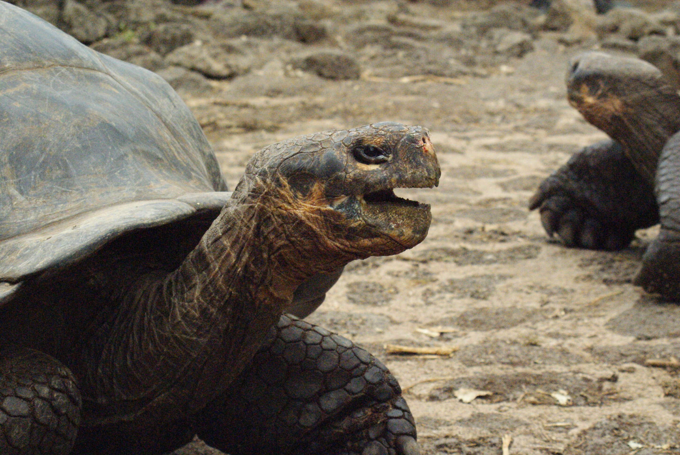 Image of Abingdon Island Giant Tortoise