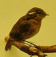 Image of Rufous Gnateater