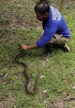 Image of Barba Amarilla