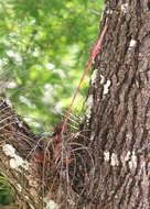 Image of Manatee River airplant