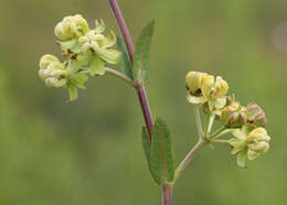 Imagem de Asclepias connivens Baldw. ex Ell.