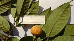 صورة Annona bahiensis (Maas & Westra) H. Rainer