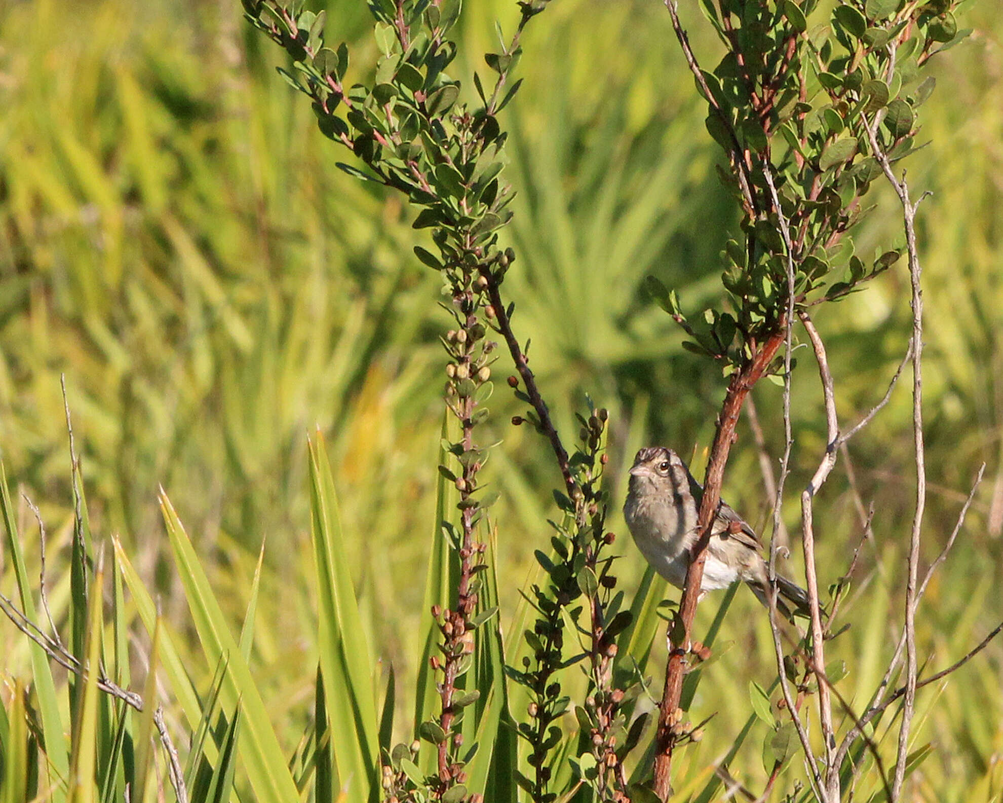 Image of Bachman's Sparrow